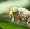 Tephritis conura